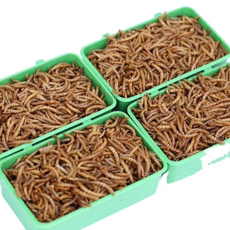 100% makanan Mealworm kuning murni bubuk Protein serangga Mealworm untuk pakan hewan