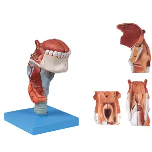 Menschliche Anatomie Kehlkopf modell mit Zungen-, Zahn-und Kehlkopf knorpeln Modelle, Kehlkopf modell