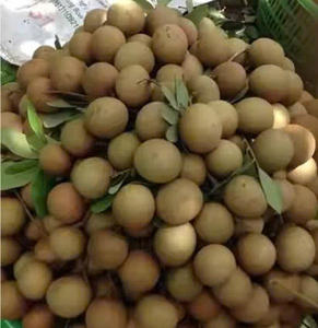Longan Fresco Orgánico de Vietnam, Alta Calidad, Dulzura Natural, 100% Natural, 60 Días de Vida Útil, Certificado VietGAP GlobalGAP, Listo para Comer - Product Image 6