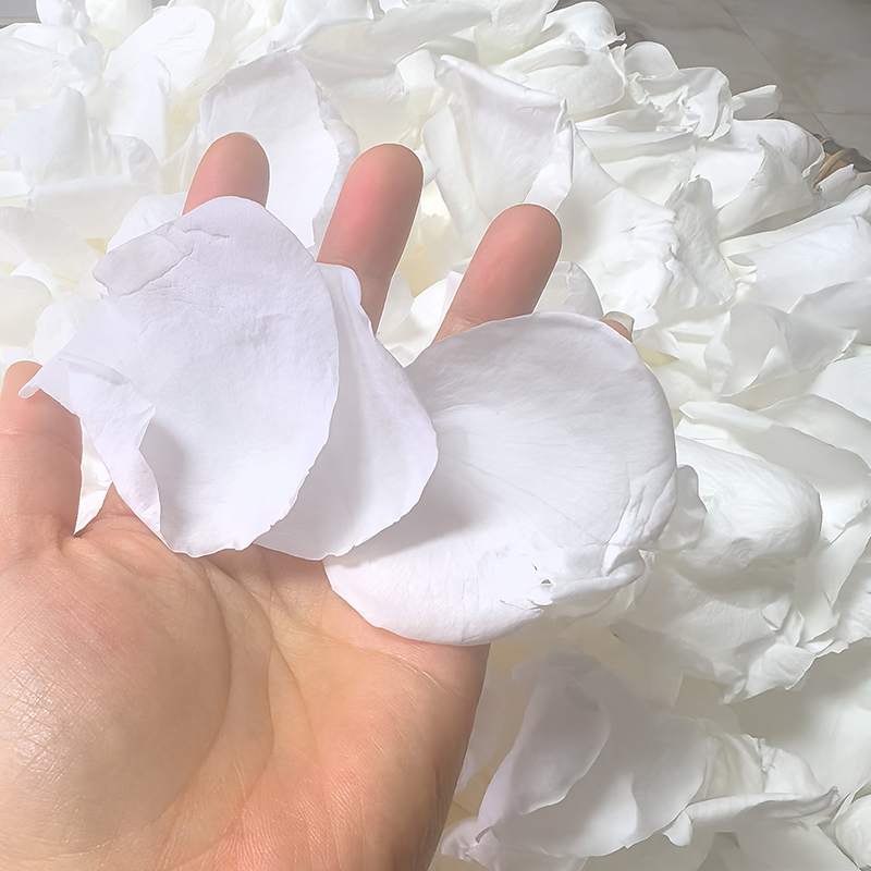 pure white rose
