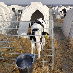 Veau blanc île évent inférieur de qualité alimentaire bétail maison plastiques veau huche - Product Image 2