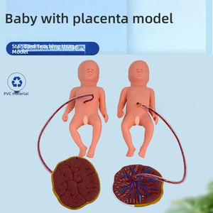 Model perawatan bayi baru lahir dengan Placenta PVC manekin untuk kabel pusar dan pelatihan plasenta alat sains medis untuk sekolah - Product Image 2
