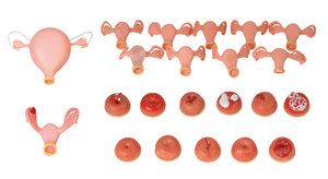 Nói Chung Bác Sĩ Phụ Khoa Kiểm Tra Mô Phỏng - Product Image 4