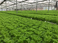 Goulotte hydroponique NFT en PVC de qualité alimentaire, fabriquée à partir de matériau vierge, avec un design de flux trapézoïdal scientifique pour la culture de la laitue et des légumes-feuilles.