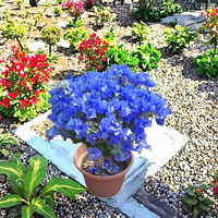 Plante de Bougainvillier Artificielle Générique en Pot, Fleurs Multicolores (Rouge/Rose/Jaune/Blanc/Orange) en Matériau Synthétique