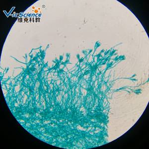 25 lames de microscope d'histologie pour que les élèves et les enfants apprennent la préparation des insectes et des plantes à l'école - Product Image 2