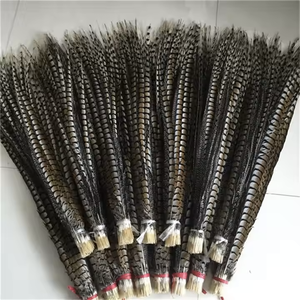 Lựa chọn chất lượng lễ hội trang phục với dài 10-110 cm tự nhiên gà lôi đuôi lông cung cấp bán buôn - Product Image 6