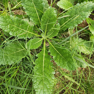 슈 디 황 자연 전체 찐 Rehmannia glutinosa 뿌리 차를 위해 준비된 Rehmannia glutinosa 뿌리 줄기 - Product Image 2