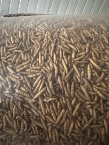 100% טבעי בתפזורת תולעי סידן גבוהים חלבון בעלי חיים הזנה גבוהה של חלבון החי מיקרוגל ייבוש חייל שחור מיובש חייל זחלים זחלים למזון ציפורים - Product Image 6