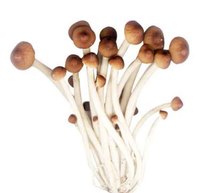ISO Biologisch Gecertificeerd Agrocybe Aegerita Tea Tree Paddenstoelenextract Polysaccharide