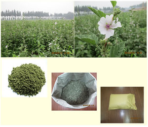 Lá cây kẹo dẻo, lá cây kẹo dẻo, thuốc lá lá cây kẹo dẻo - Product Image 3