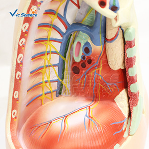 Modèle d'anatomie médastrienne humaine, modèle en 3 parties pour l'enseignement et la démonstration des systèmes cardio-pulmonaires et vasculaires. - Product Image 3
