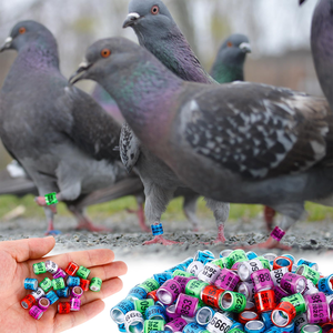 Op maat gemaakte aluminium duivenring, gesloten ID-<span class=keywords><strong>band</strong></span> met logo-optie, milieuvriendelijk en duurzaam voor postduiven (alle seizoenen) - Product Image 6