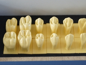 Modelo humano de 28 dientes aislados, formación de enseñanza oral, dentistas para aprender a enseñar, uso de 1,2 veces, modelo de base de diente <span class=keywords><strong>permanente</strong></span> - Product Image 5