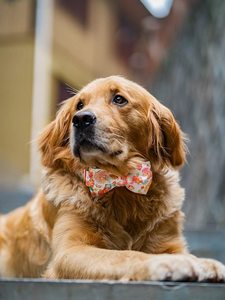 OEM 수락 조절 개 칼라 및 bowtie 사용자 정의 럭셔리 고품질 애완 동물 제품 금속 버클 - Product Image 5