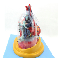 Modèle médical du cœur, des poumons, de la trachée et du système bronchique humain, pour la chirurgie thoracique, la cardiologie et le système respiratoire