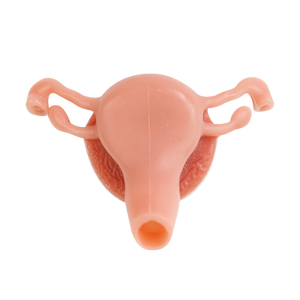 Tıbbi Eğitim Modeli İnsan Rahimi Anatomik Modeli Endoskopi Uygulaması El-Göz Koordinasyonu ve Temel Klinik Beceri Eğitimi - Product Image 4