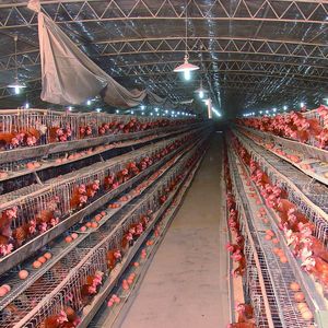 Tratamiento <span class=keywords><strong>de</strong></span> agua Jaula automática para pollos Jaula <span class=keywords><strong>de</strong></span> acero para aves <span class=keywords><strong>de</strong></span> corral para uso doméstico y agrícola - Product Image 4