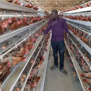 Chicken Laying Cage Galvanized Automatic A Type Chicken Cages Layer Poultry For Farming