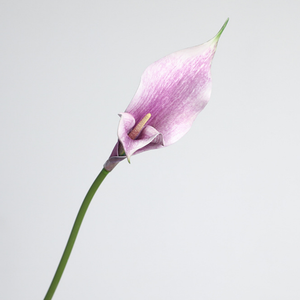 <span class=keywords><strong>Flores</strong></span> Artificiales de Calla Lily Alocasia de Doble Pétalo, Estilo Chino, con Relieve, para Decoración de Fotografía de Bodas - Product Image 2