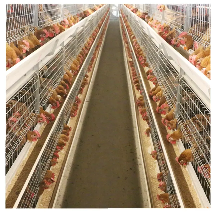 الصين الصانع الجملة أقفاص دجاج ل مربي الدجاج قفص الدجاج اللاحم وضع البيض الدجاج قفص