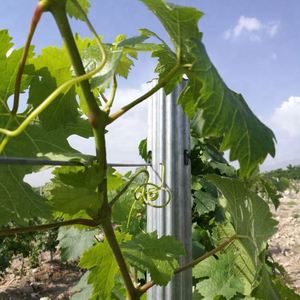 Pali per Vigneto/ Pali Metallici per Vigneti per l'Italia - Product Image 4