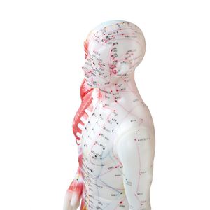 Modèle d'<span class=keywords><strong>acupuncture</strong></span> chinoise avec muscles 60/85/170cm Modèle de <span class=keywords><strong>points</strong></span> d'<span class=keywords><strong>acupuncture</strong></span> du corps humain - Product Image 5