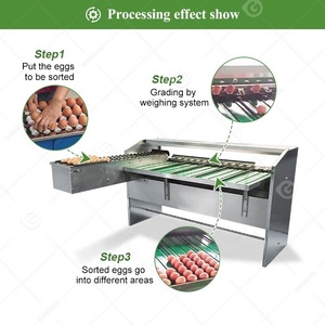 Clasificadora Automática de Pollos Pequeños, Máquina Clasificadora y Pesadora de Huevos para la Venta - Product Image 5