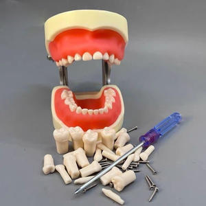 Modèle dentaire pédiatrique pour enfants avec gencives souples et mâchoire - Product Image 5