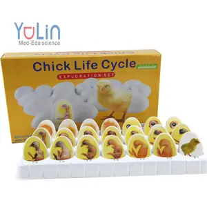Chick cuộc sống Lịch Sử nhựa mô hình giảng dạy Chick phôi phát triển quá trình học tập Kit