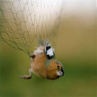 Mistnets Brume Net Oiseaux