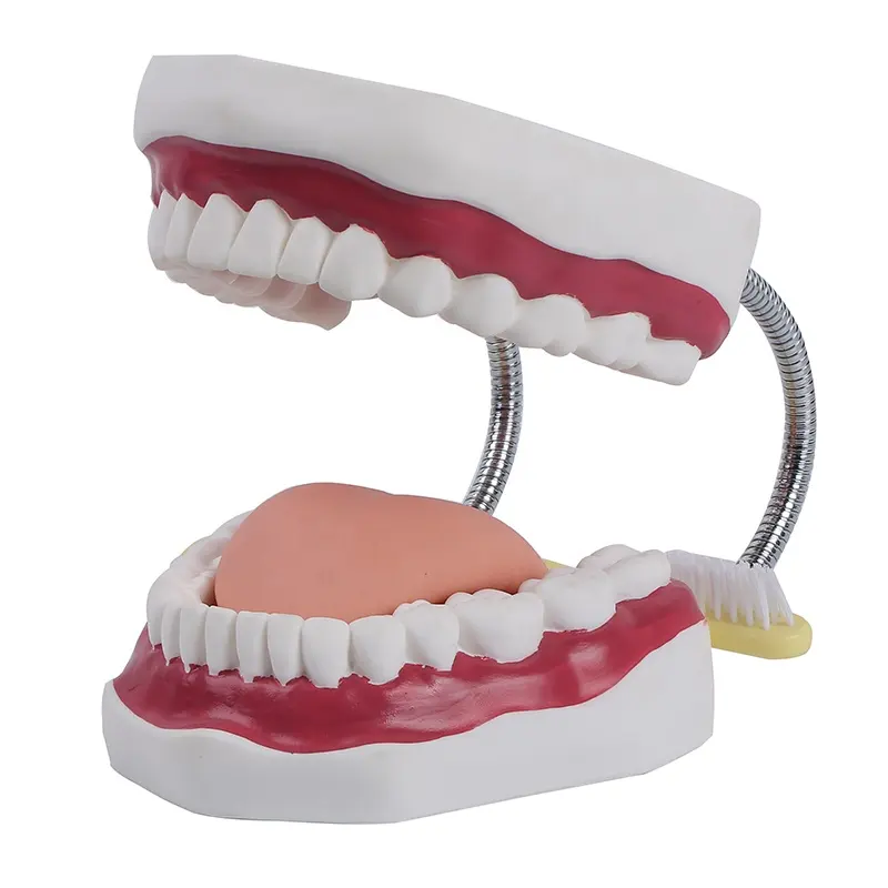 X6 grandi modelli anatomici dentali per denti risorse didattiche