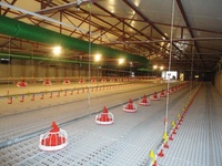 Ensemble complet automatique d'équipement de ferme avicole moderne pour poulet de chair avec système d'alimentation et d'abreuvement
