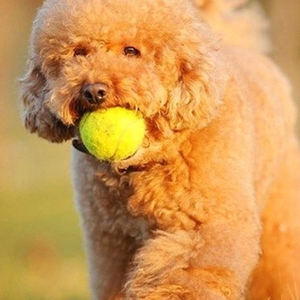 Pallina da Tennis Colorata con Stampa Personalizzata per Cani, Resistente Giocattolo da Masticare in Gomma per Addestramento e Gioco del Cane - Product Image 5