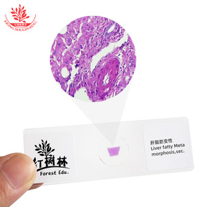 Las preparaciones patológicas teñidas con hematoxilina y eosina (HE) muestran células, núcleos y membranas celulares brillantes de forma claramente visible. - Product Image 2