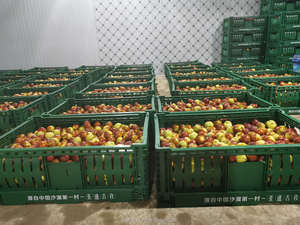 Crispy Juicy Fresh Winter <strong>Jujube</strong> <strong>Fruit</strong>