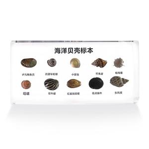 Cubes de présentation de spécimens en résine acrylique pour l'enseignement de la biologie : plantes, <span class=keywords><strong>insectes</strong></span>, papillons, cycles de vie - Product Image 2