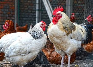 Mangime per alimenti MDCP 21% in polvere/fosforo granulare integratore di calcio per l'alimentazione animale - Product Image 4