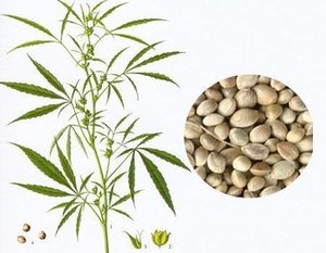 Supplément de poudre de protéine de graine de chanvre à haute teneur et haute pureté, protéine énergétique, qualité alimentaire naturelle pure - Product Image 3