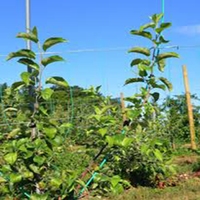 Fournisseur Direct de Tige En Fiber De Verre FRP Usine Poteau De Support En Vigne Raisin Tomate Fleur Plantation D'arbres