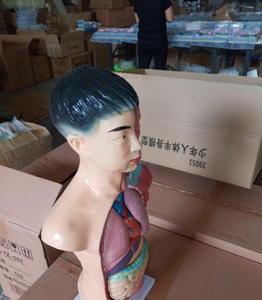 Ciencia médica de alta calidad y Mejor Precio adolescente medio <span class=keywords><strong>cuerpo</strong></span> Torso modelo 60 cm modelo anatómico <span class=keywords><strong>Cuerpo</strong></span> <span class=keywords><strong>Humano</strong></span> <span class=keywords><strong>tronco</strong></span> modelo - Product Image 2