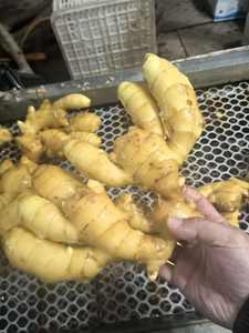 <span class=keywords><strong>Jengibre</strong></span> Fresco Orgánico, Ingredientes Alimenticios Naturales de Vietnam - Product Image 5