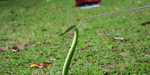 100cm 39inch nối dài rắn Catcher Hook Stick <span class=keywords><strong>Mini</strong></span> Sụp Đổ thép không gỉ bò sát rắn Grabber xử lý công cụ - Product Image 6