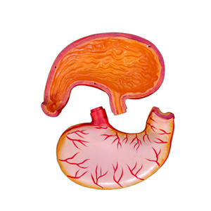 กายวิภาคทางการแพทย์ระบบย่อยอาหารของมนุษย์อวัยวะในกระเพาะอาหารแบบจำลองทางกายวิภาค - Product Image 3