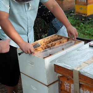 Equipo de cultivo de abejas Bee Box Beehive Wood Colmenas De Abejas Wooden Bee <span class=keywords><strong>Hive</strong></span> Langstroth para la venta - Product Image 4