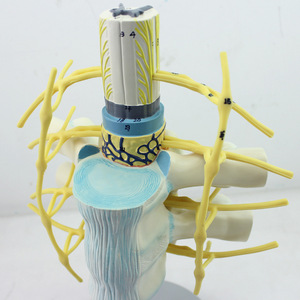 Equipo de enseñanza de ciencias médicas, modelo anatómico médico, modelo educativo, modelo de esqueleto de aumento del nervio espinal de PVC - Product Image 2