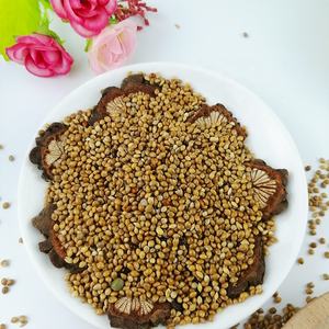 <span class=keywords><strong>2022</strong></span> nouvelle culture gluant jaune balai <span class=keywords><strong>millet</strong></span> de maïs pour la nourriture des oiseaux - Product Image 4