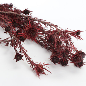 Tulipán <span class=keywords><strong>Gesneriana</strong></span> Preservado al por Mayor, Tulipán Australiano Natural Preservado para Decoración del Hogar - Product Image 6