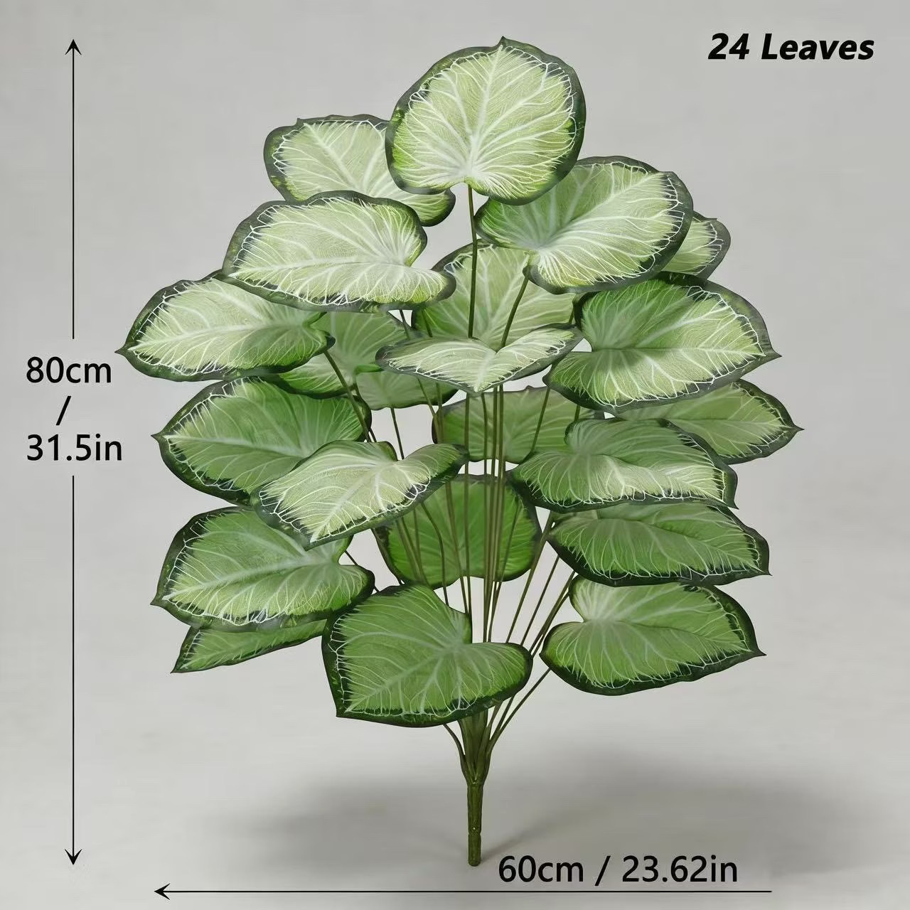Feuille de kiwi à 24 folioles [séparée]