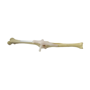 Kyrenmed rắn bọt canine đầu gối với xương đùi xương bánh chè <span class=keywords><strong>tibia</strong></span> và fibula khớp nối với dây chằng cho thú y phẫu thuật Đào Tạo - Product Image 1